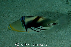 Fishs by Vito Lorusso 